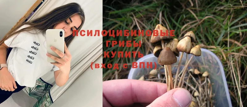 Псилоцибиновые грибы Psilocybe  Карпинск 